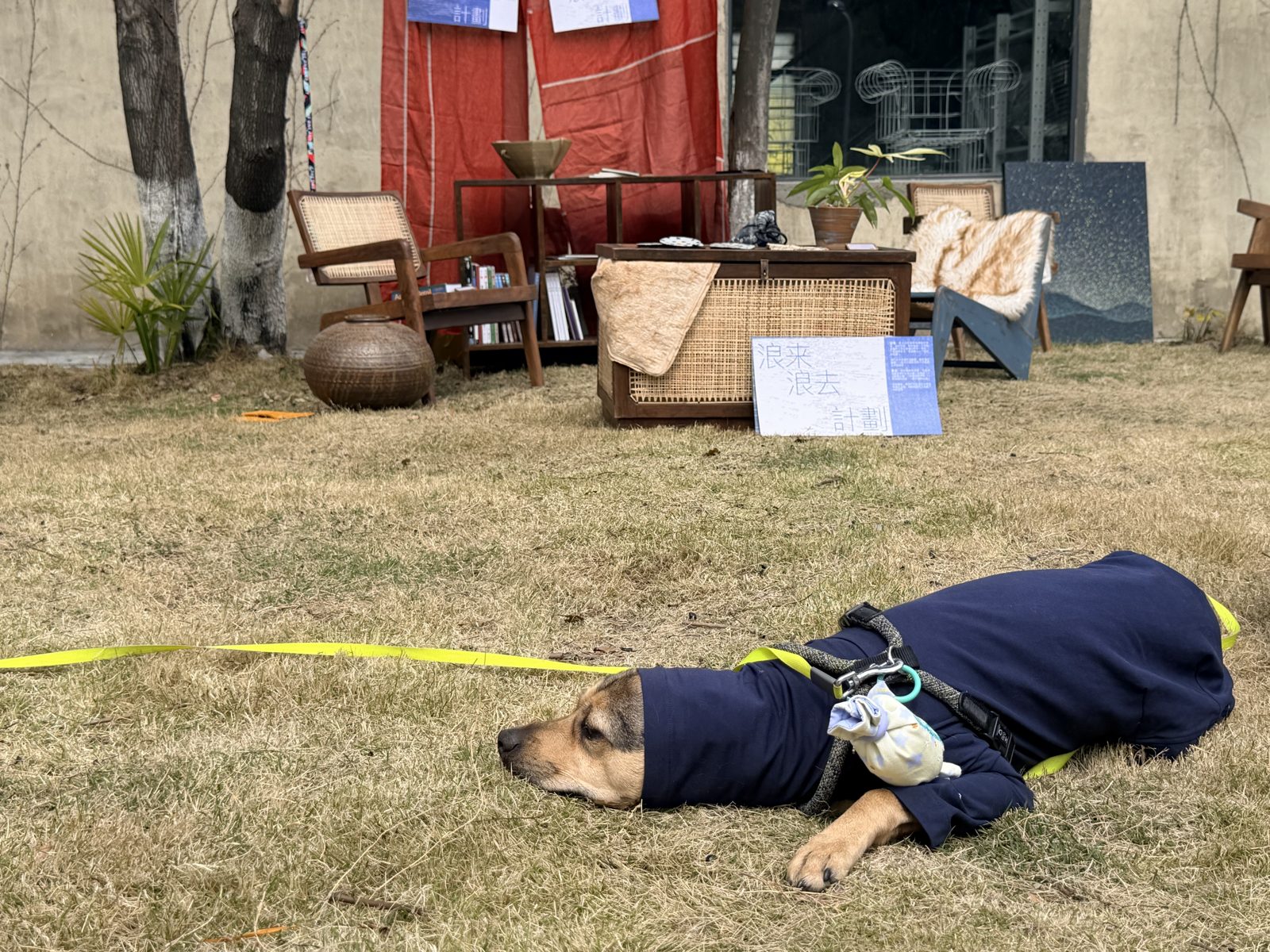 午后草地上的看门犬